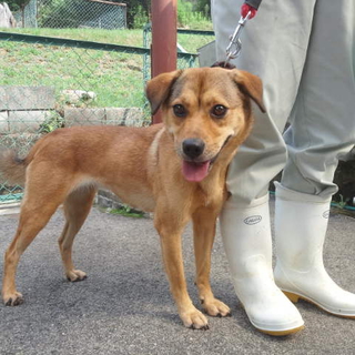 【新しい家族ができました】ももちゃん(旧名むぎ)