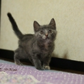 とても人慣れした子猫です。