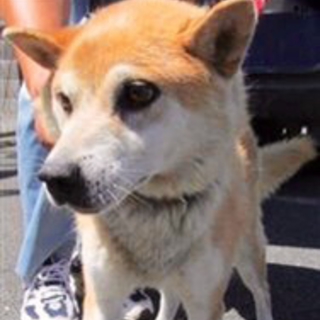 8日16時まで！大人しい、柴犬系の男の子
