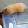 キンクマ（ゴールデンハムスター）のメスの里親募集 サムネイル7