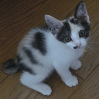 福山市より　野良のミケちゃんが出産した仔猫です