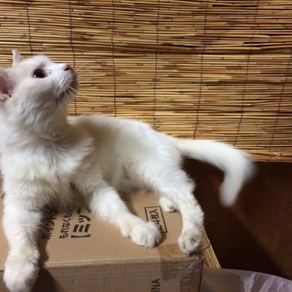 里親になってくださる方を探しています。
