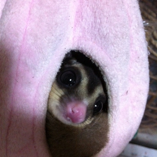 フクロモモンガ
