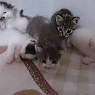 6匹の子猫です