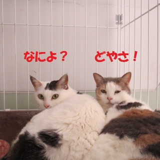 おだやかな余生を・・・