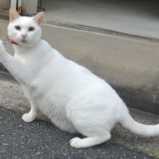 きれいな白猫の男の子