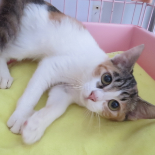 三毛猫ミーシャ