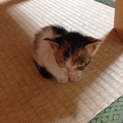生後1ヶ月未満の仔猫の兄弟