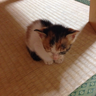 生後1ヶ月未満の仔猫の兄弟