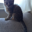 保護子猫の里親募集！
