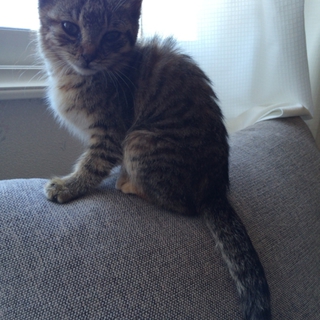 保護子猫の里親募集！