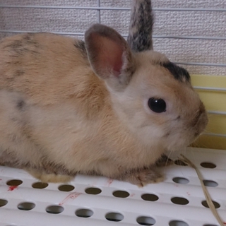 ウサギの里親募集