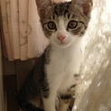 活発で元気いっぱいのトラ猫ちゃん