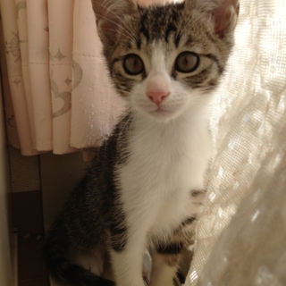 活発で元気いっぱいのトラ猫ちゃん