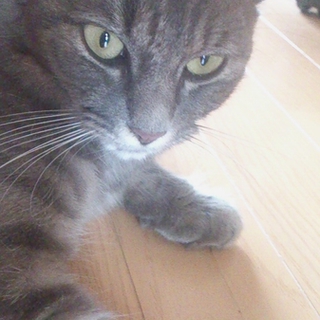 人が大好きな猫