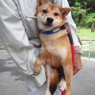 里親様決定♡つぐみ(仮)メス【遺棄犬】