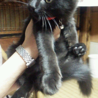 生後4ヶ月の黒猫♂君です。