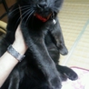 生後4ヶ月の黒猫♂君です。 サムネイル2