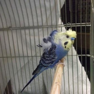 愛護センター収容羽衣セキセイインコ（荒）
