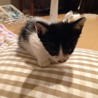 保護した野良子猫ちゃんの里親募集