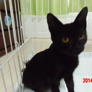 甘えん坊　黒猫
