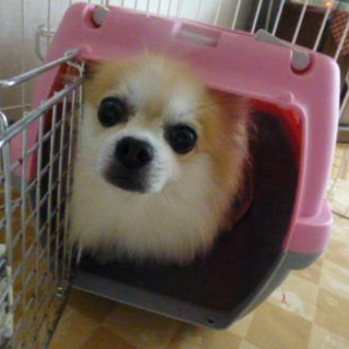 可愛いポメチワもこ君です！！