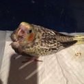 オカメインコ雛