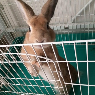 オスうさぎの里親募集です