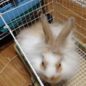 交渉中：子うさぎアメファジ＆ミニウサギのミックス⑦