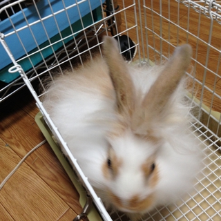 交渉中：子うさぎアメファジ＆ミニウサギのミックス⑦