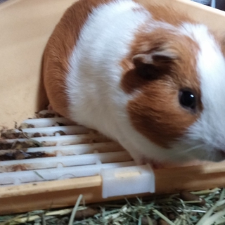モルモット（飼育用品一式）