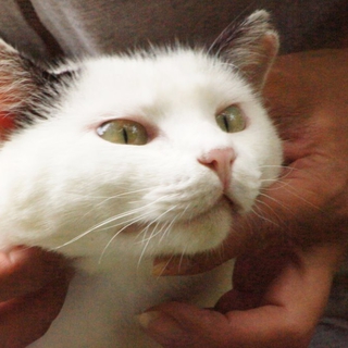 地域猫現場の甘えん坊おからちゃんです。