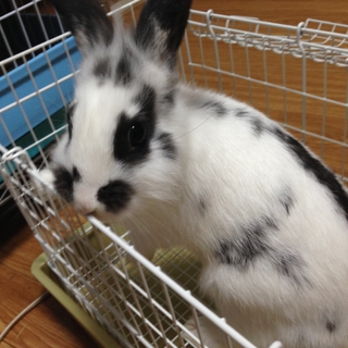 子うさぎアメファジ＆ミニウサギのミックス②