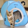 超美猫のキジトラ！風子ちゃん♪ サムネイル7