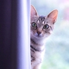超美猫のキジトラ！風子ちゃん♪ サムネイル5