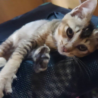 アビシニアンmix?ビビくん