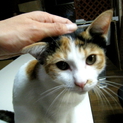 今時珍しい純日本風の三毛ちゃんです♪4ヶ月くらい