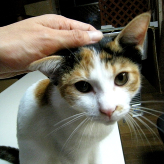 今時珍しい純日本風の三毛ちゃんです♪4ヶ月くらい