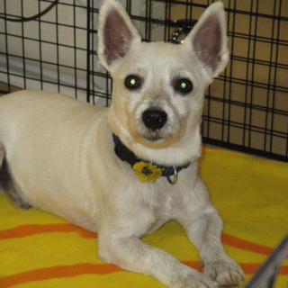 テリアミックス犬(オス)の里親さん募集