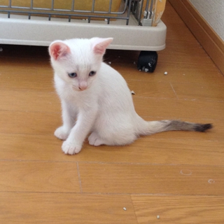 ひかえめなブルーアイ