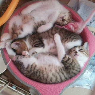 生後４ヶ月の♂３匹