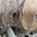 ﾐﾆｳｻｷﾞの赤ちゃんの里親さん探してます。