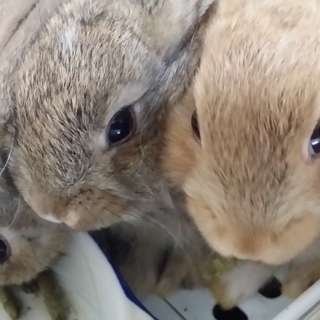 ﾐﾆｳｻｷﾞの赤ちゃんの里親さん探してます。