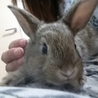 ﾐﾆｳｻｷﾞの赤ちゃんの里親さん探してます。 サムネイル2