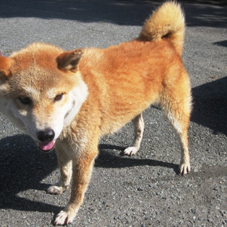 里親さん決まりました♪♪