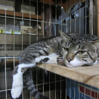 成猫未満子猫以上です