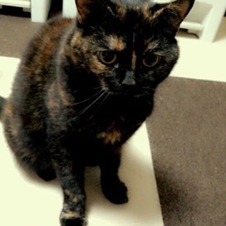 大人しくて甘えん坊なサビちゃん