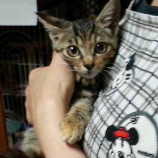 保護子猫の里親さんを募集してます！