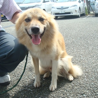 ミックスの男の子の里親様募集