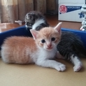 生後20日くらいの子猫ちゃんもらって下さい。